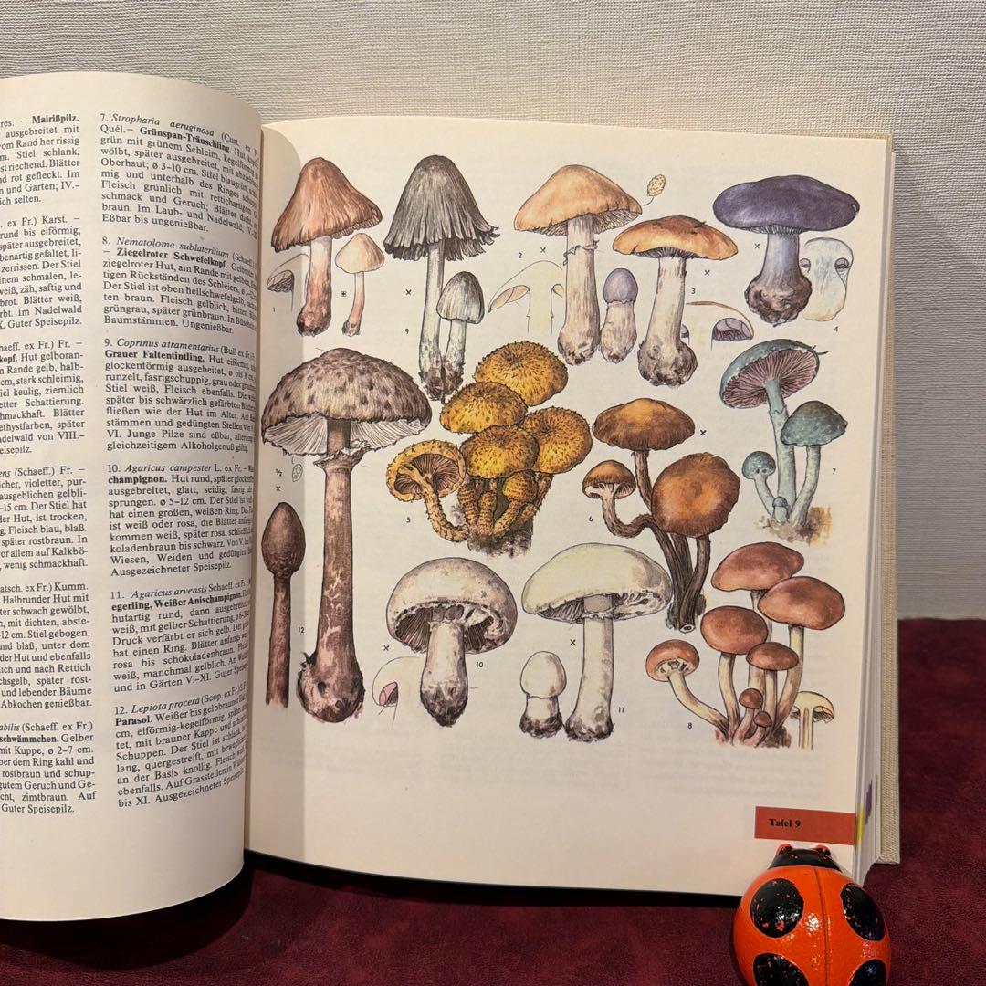 329⑩1981年ドイツ語版植物画　植物図鑑　ジャンクジャーナル　ボタンニカル