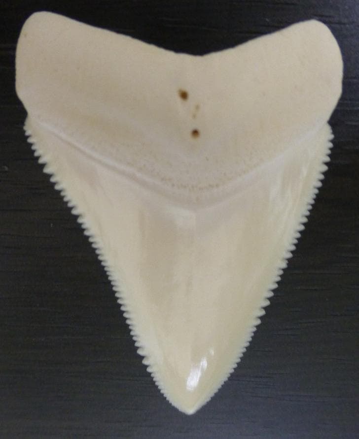 【NASUSAN専用】ホジロザメ（C. carcharias）の歯 56.2ｍｍ