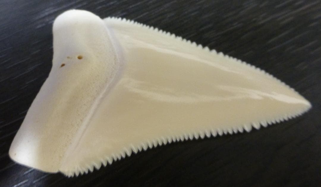 【NASUSAN専用】ホジロザメ（C. carcharias）の歯 56.2ｍｍ
