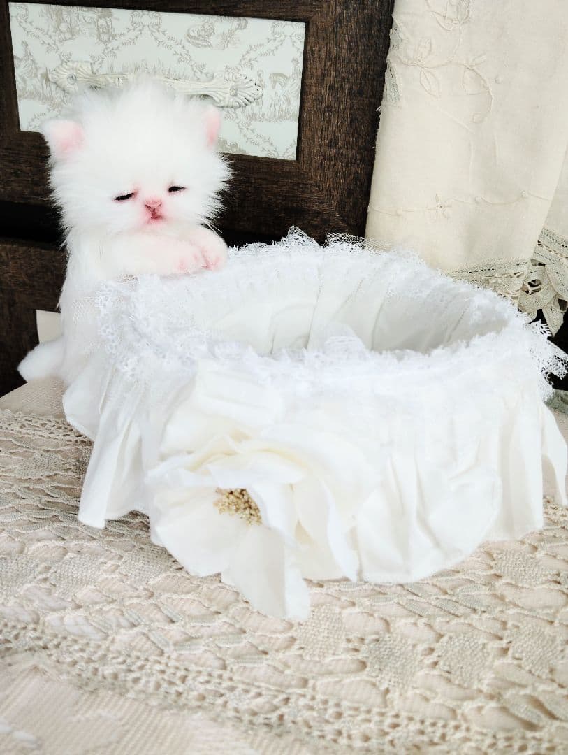 生後10日♡白子猫ちゃん♡お口開閉♡おねんねカゴセット♡アートドール♡ぬいぐるみ
