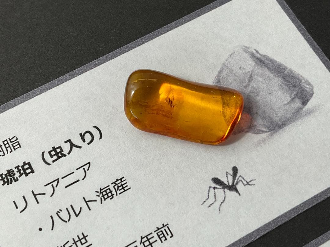 化石 4種 [ZE21] ティラノサウルス モササウルス トリケラトプス 琥珀