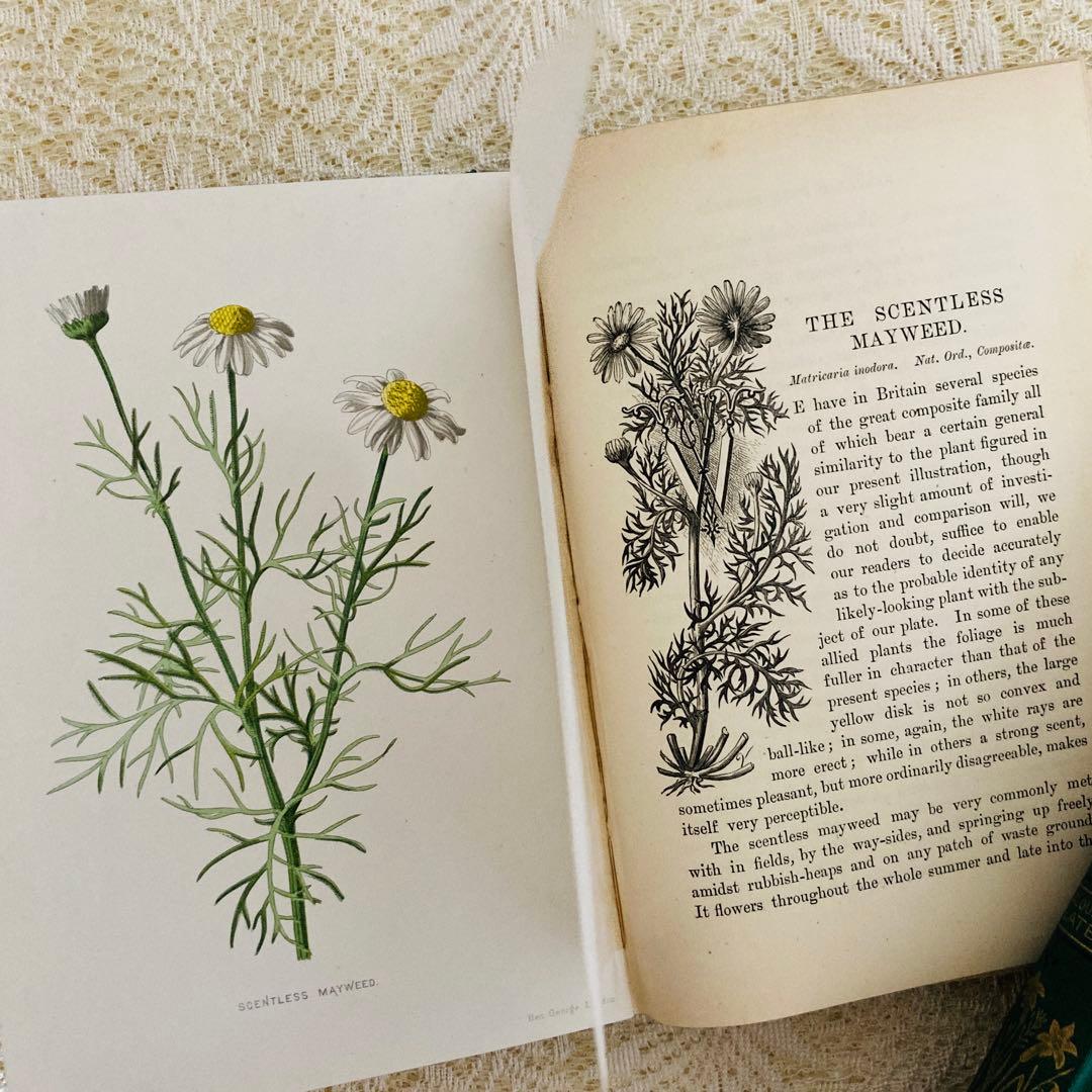 Familiar Wild Flowers　希少なアンティーク植物図鑑　洋書古書
