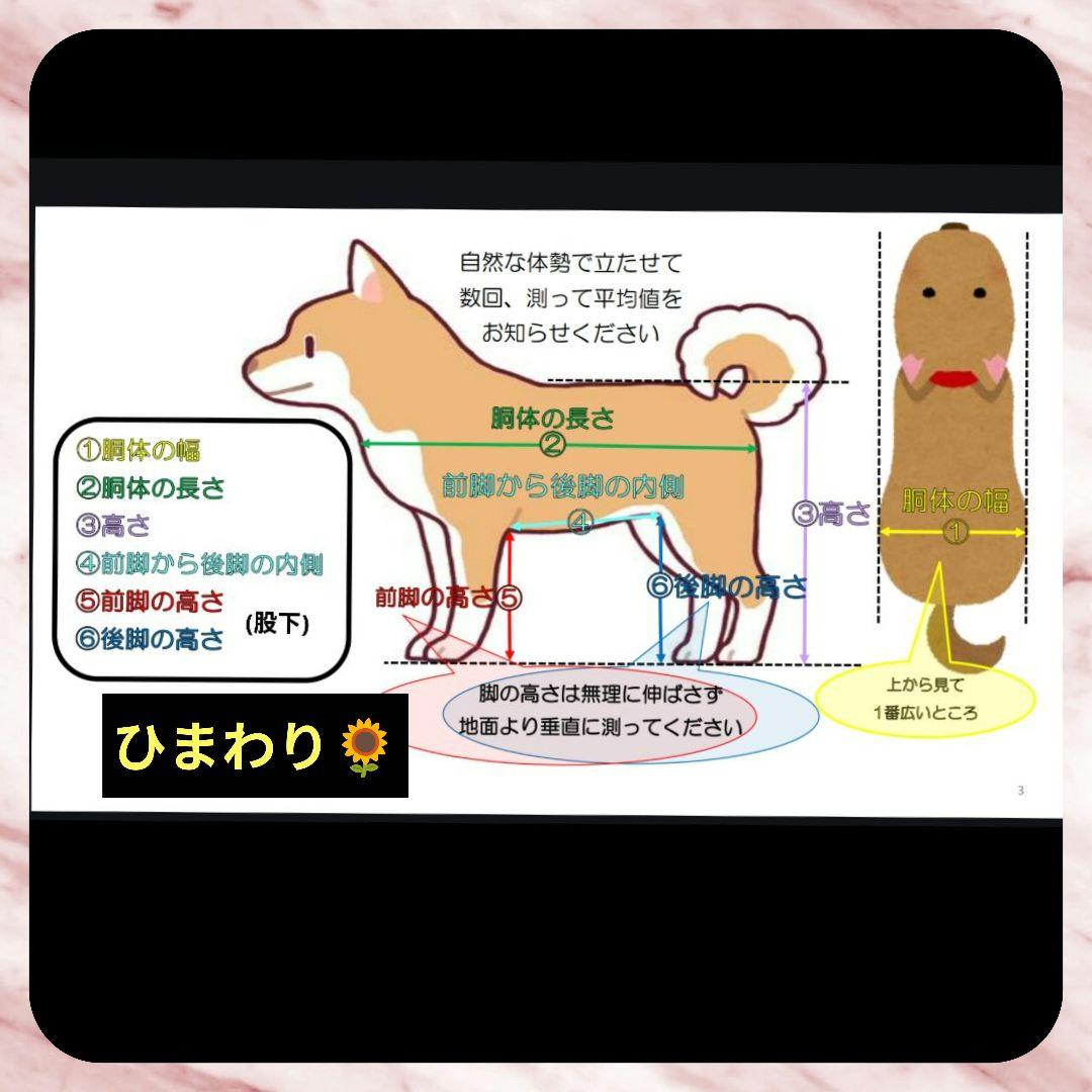 wataruミニピン4輪　リハビリ　食事補助　犬用車椅子　介護　犬の歩行器