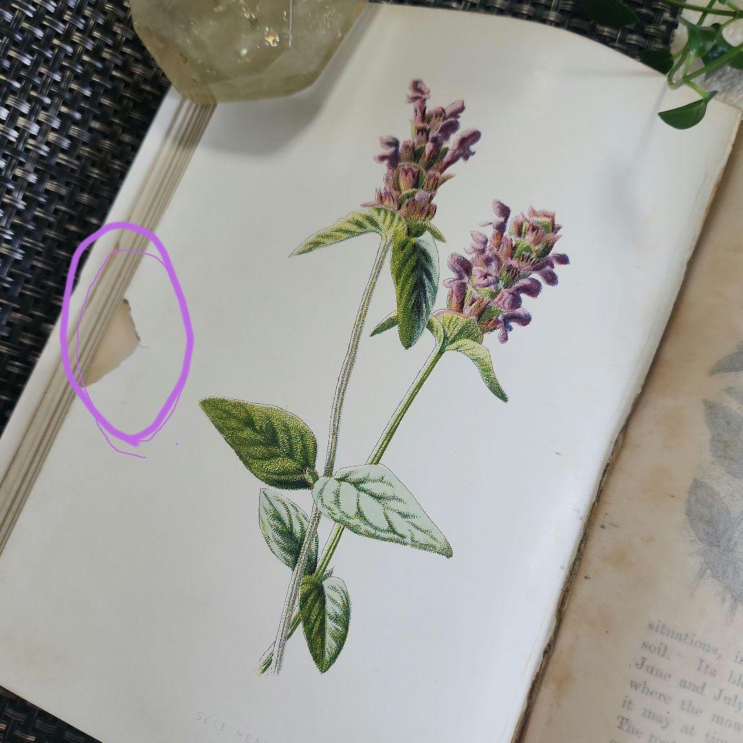 植物図鑑　洋書　古書　ボタニカルアート　アンティーク　リトグラフ　24