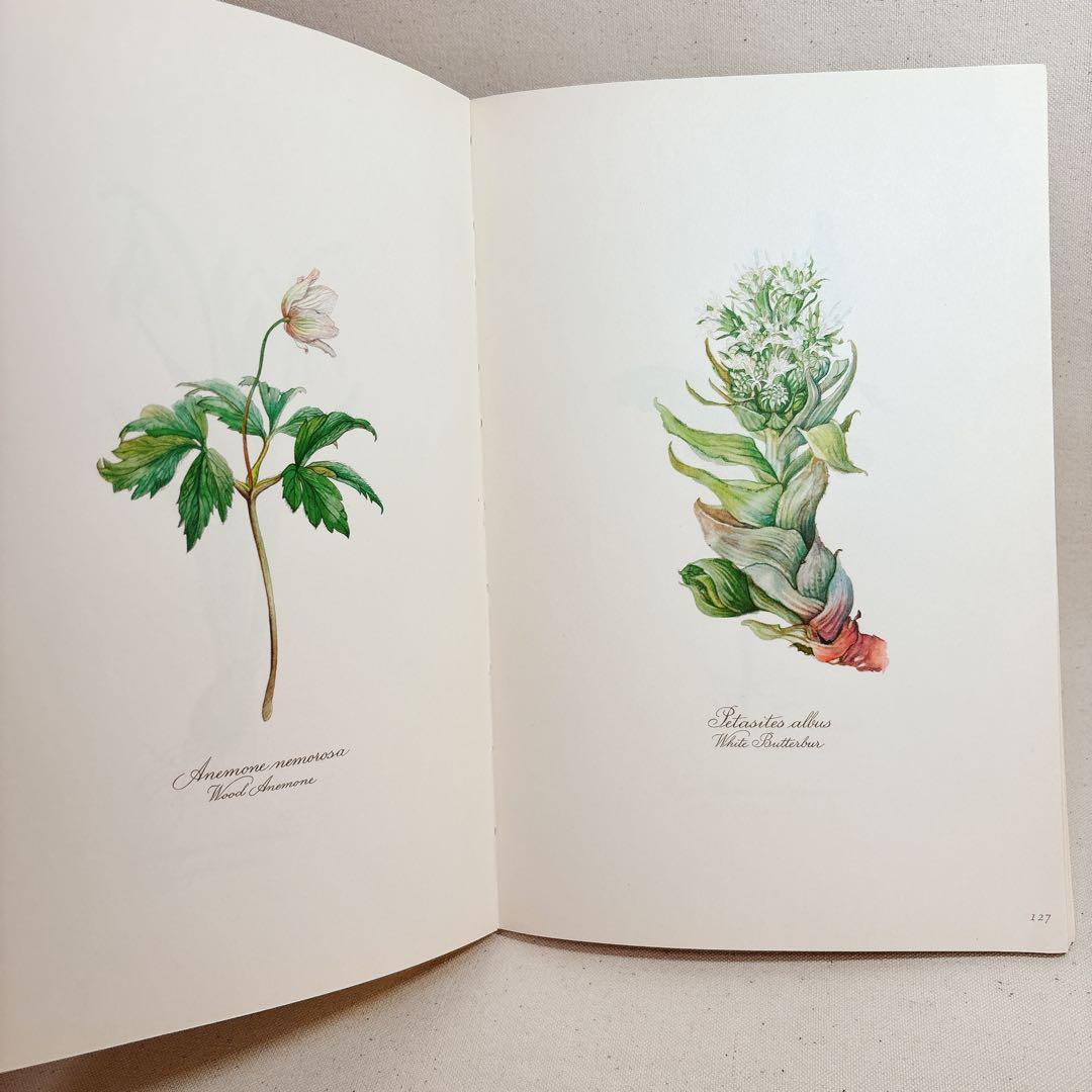 Elsa Flesko 美しい植物図鑑 160枚 植物画 ボタニカル