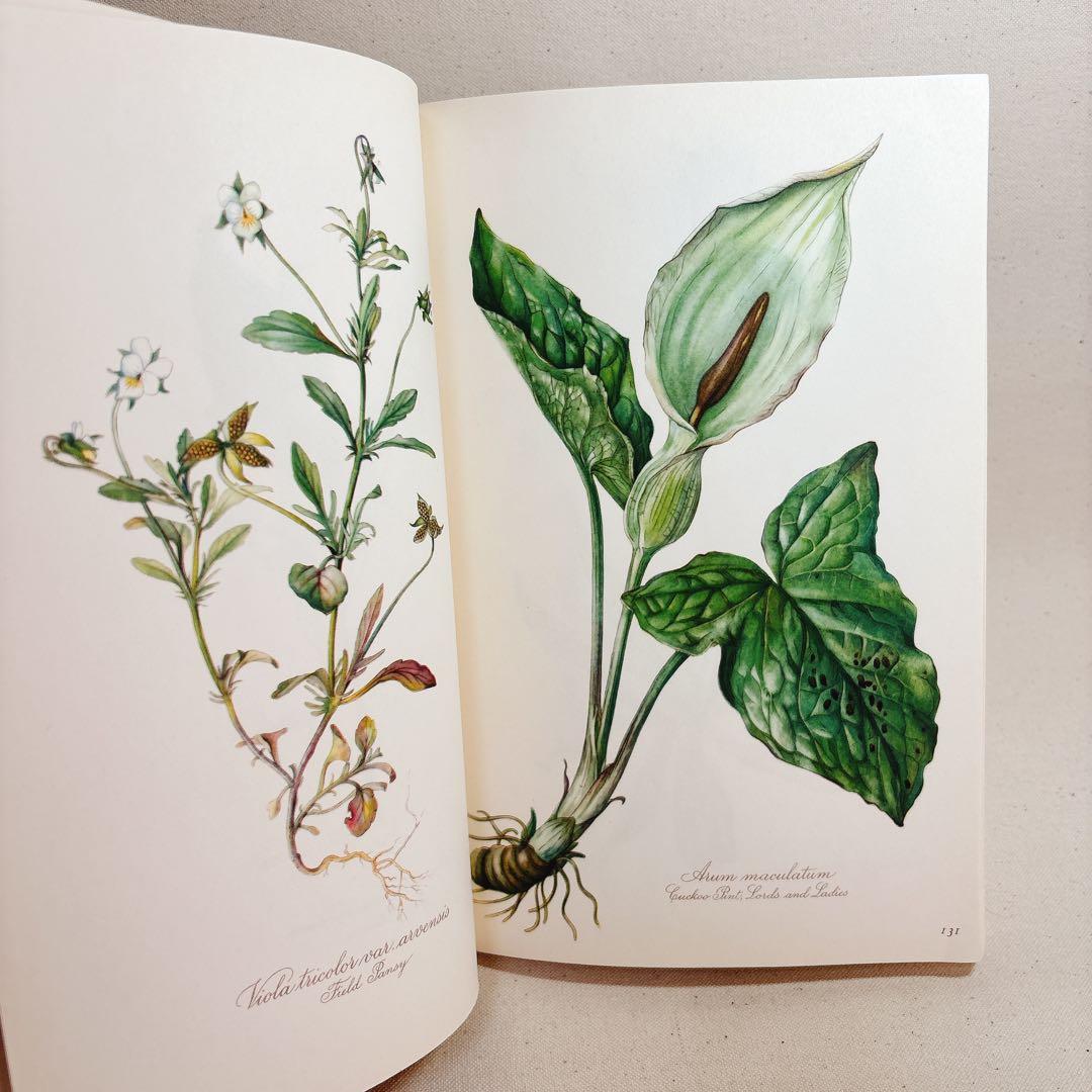 Elsa Flesko 美しい植物図鑑 160枚 植物画 ボタニカル