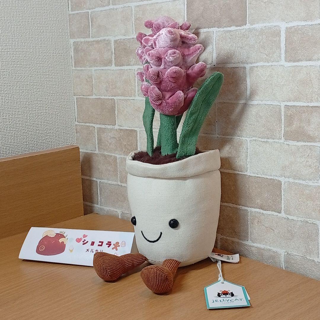  Hyacinth ジェリーキャット　ヒヤシンス お花　植木鉢