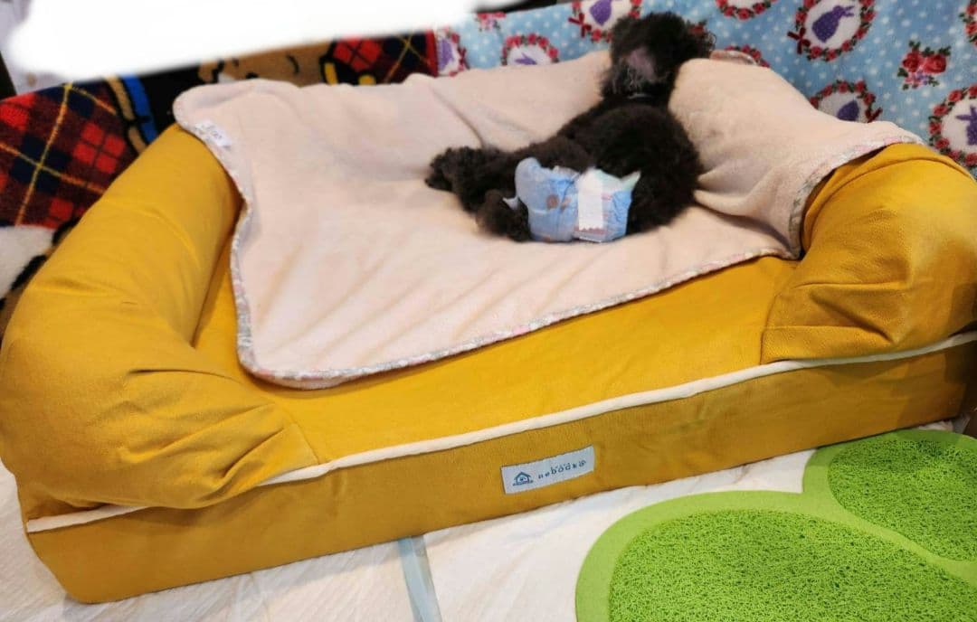 kz_tamama neDOGko マスタードイエロー 犬用ベッド