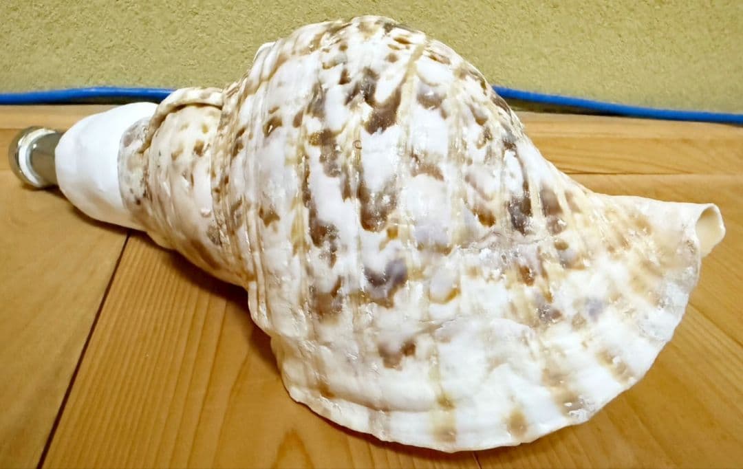 コンパクト 修験道法螺貝　密教　山伏　熊よけ　魔除け　ほら貝　ホラガイ