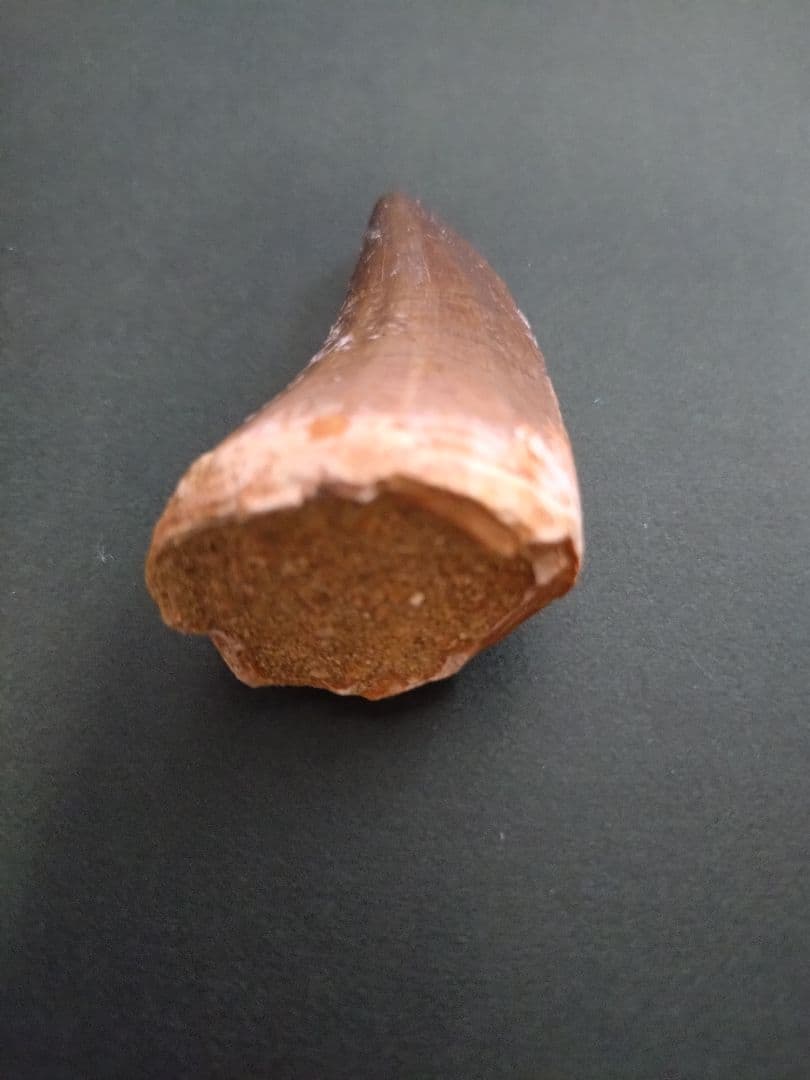 【特大】モロッコ産モササウルスの歯の化石 5.5×3cm