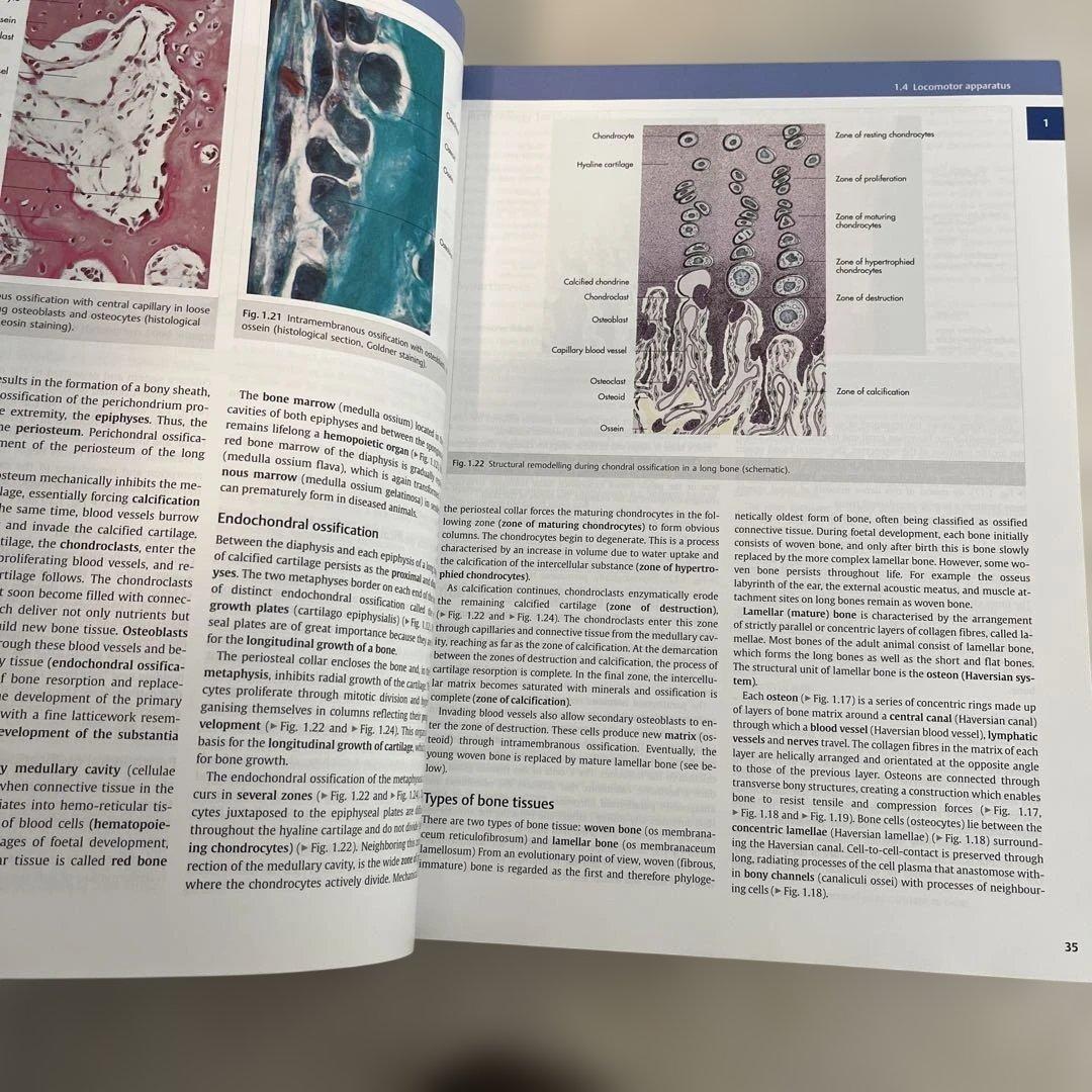 健康・医学 Veterinary Anatomy of Domestic Animals,