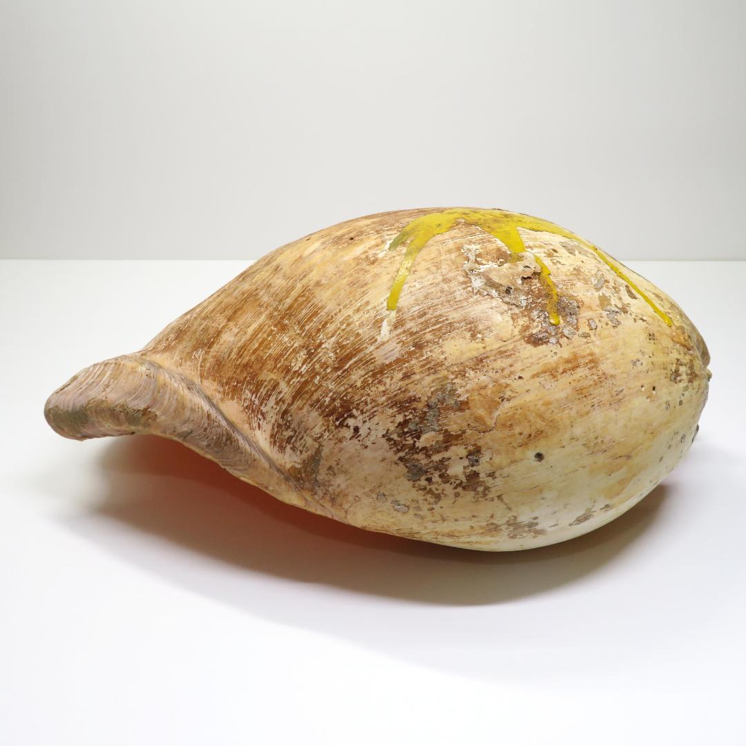 【特大・希少】イナヅマ ヤシガイ 45cm 1.6kg インテリア 標本