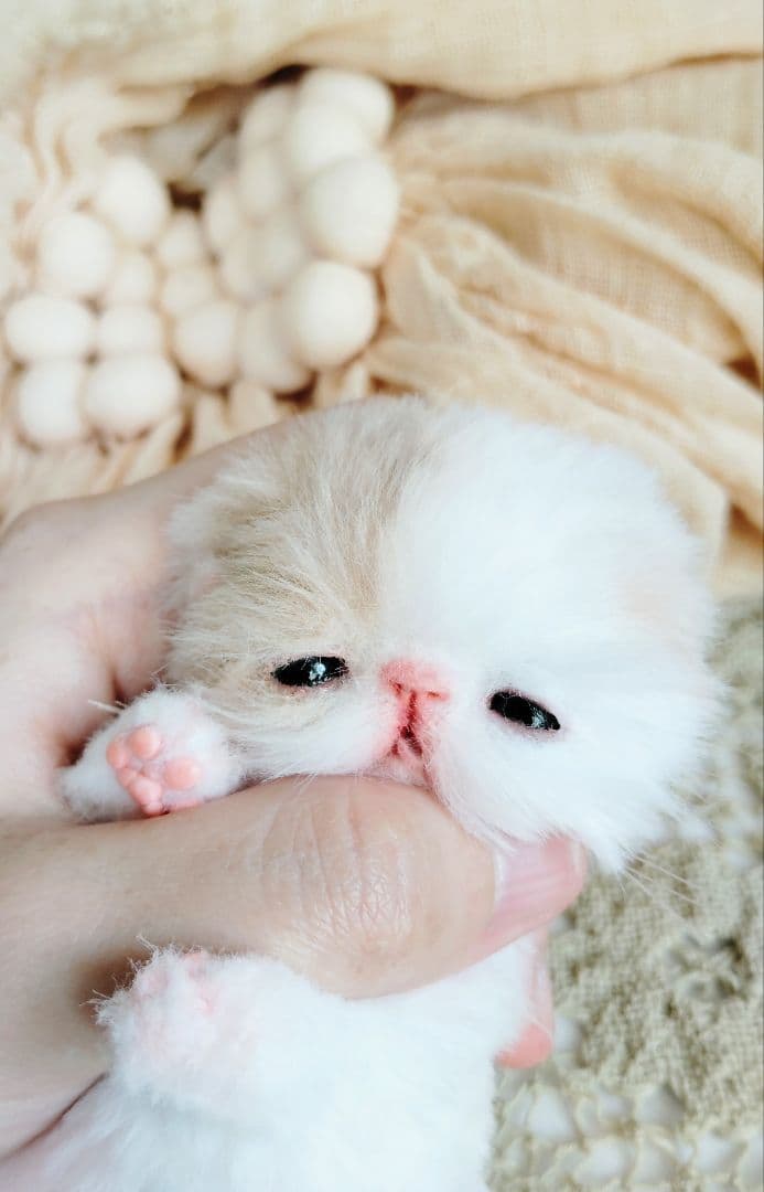 生後7日♡オメメ開いたよ♡エキゾ子猫♡赤ちゃん♡アートドール♡ぬいぐるみ♡