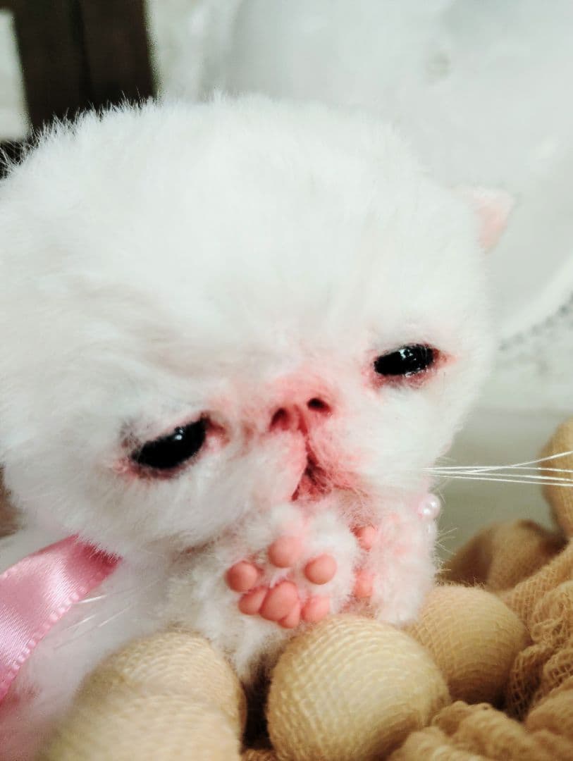 生後２週間♡赤ちゃん子猫ちゃん♡ねむねむ♡アートドール♡ぬいぐるみ♡