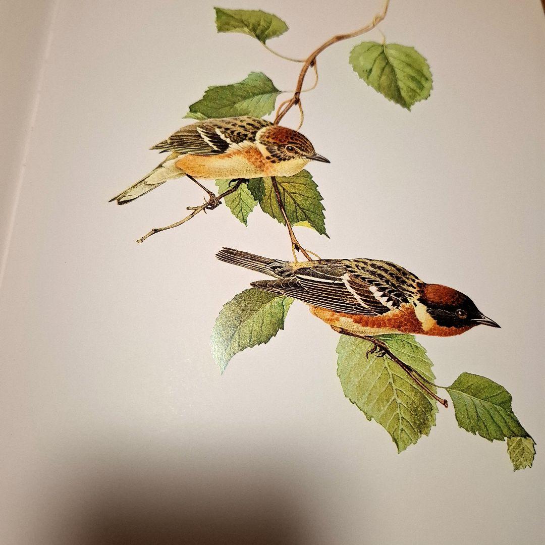 Lansdowne's Birds of the Forest　鳥の図鑑　洋書