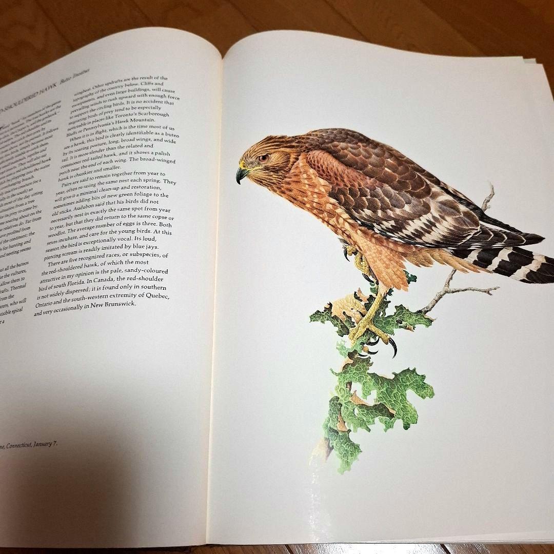 Lansdowne's Birds of the Forest　鳥の図鑑　洋書