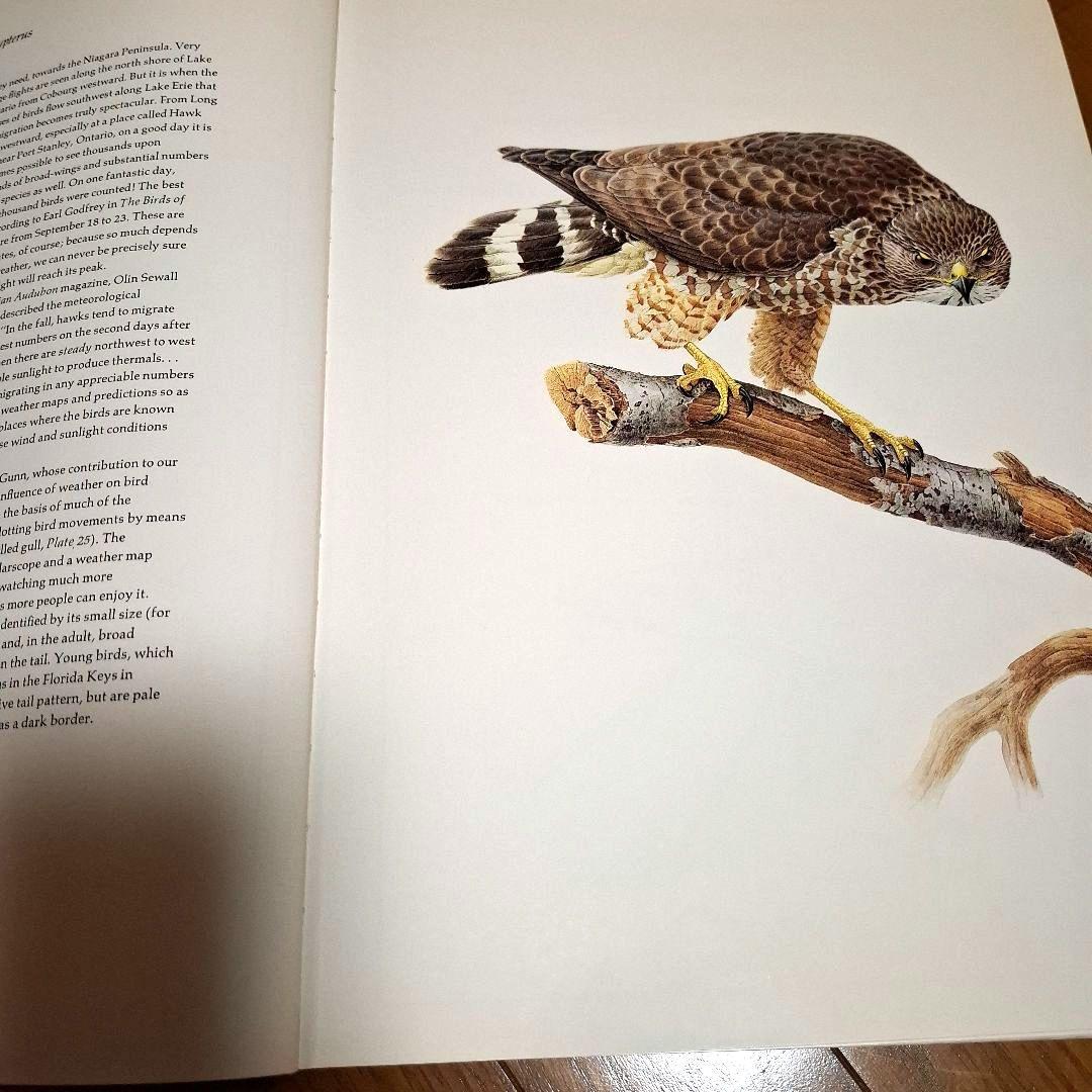 Lansdowne's Birds of the Forest　鳥の図鑑　洋書
