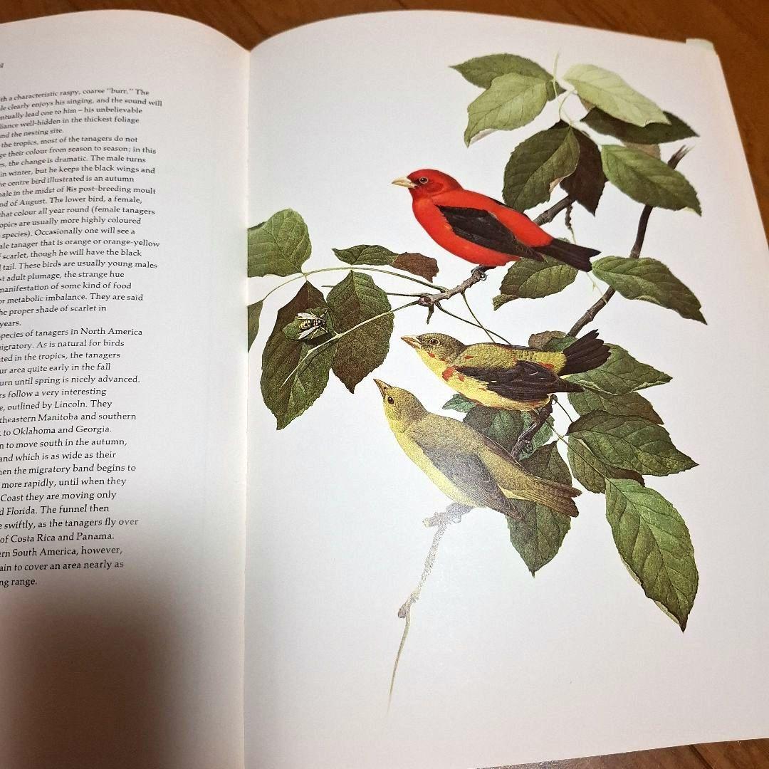 Lansdowne's Birds of the Forest　鳥の図鑑　洋書