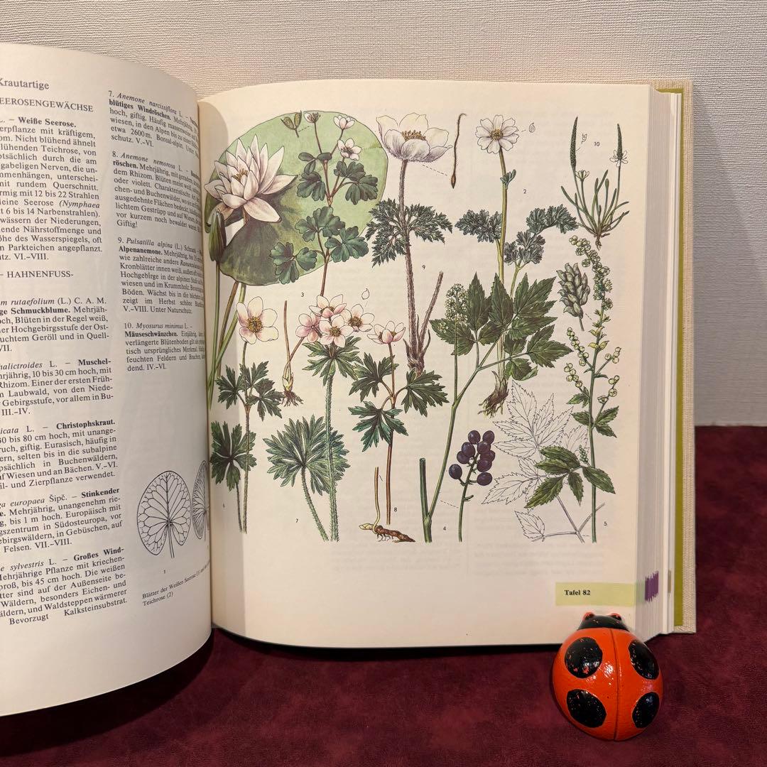 14①1981年ドイツ語版植物図鑑　ジャンクジャーナル　洋書古書　ボタンニカル
