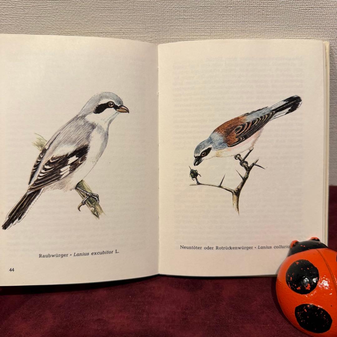 325B②ドイツ語鳥図鑑3冊セット　洋書古書　ジャンクジャーナル　ボタンニカル