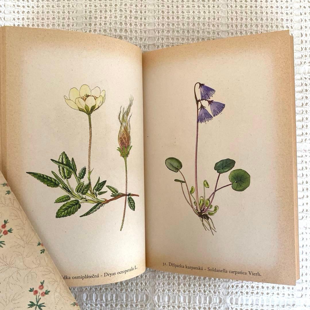 【美品】1937年 チェコの美しい高山植物 植物図鑑 ボタニカルアート