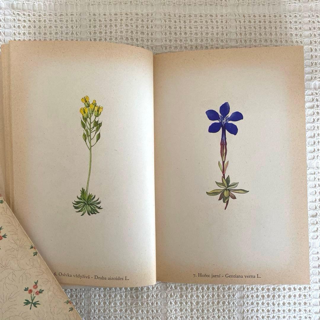 【美品】1937年 チェコの美しい高山植物 植物図鑑 ボタニカルアート