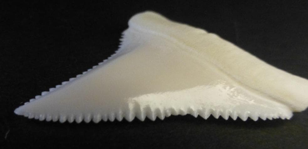ホホジロザメ（C.carcharias）の歯(A‘品) 39.1ｍm