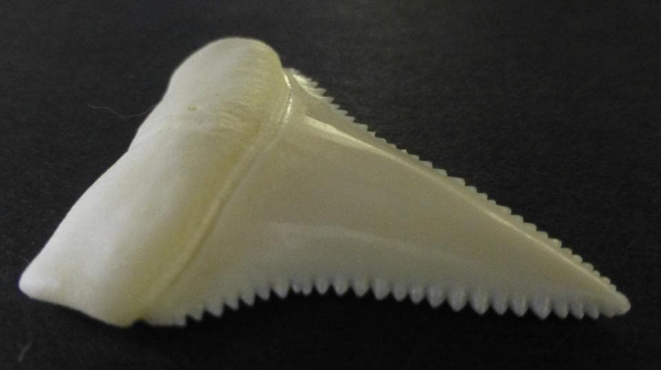 ホホジロザメ（C.carcharias）の歯(A‘品) 39.1ｍm