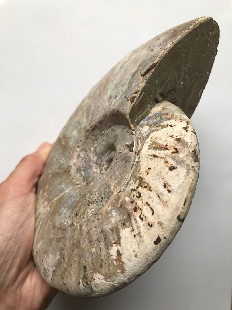 【化石の日限定価格】マダガスカル産　アンモナイト化石青（クレオニセラス）大サイズ