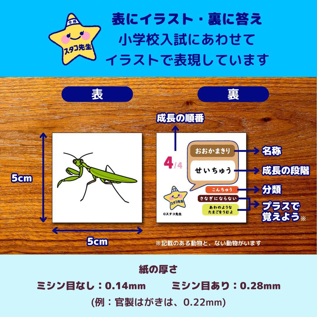 小学校受験　季節　季節カード (ミシン目あり) お風呂ポスター　季節のお勉強