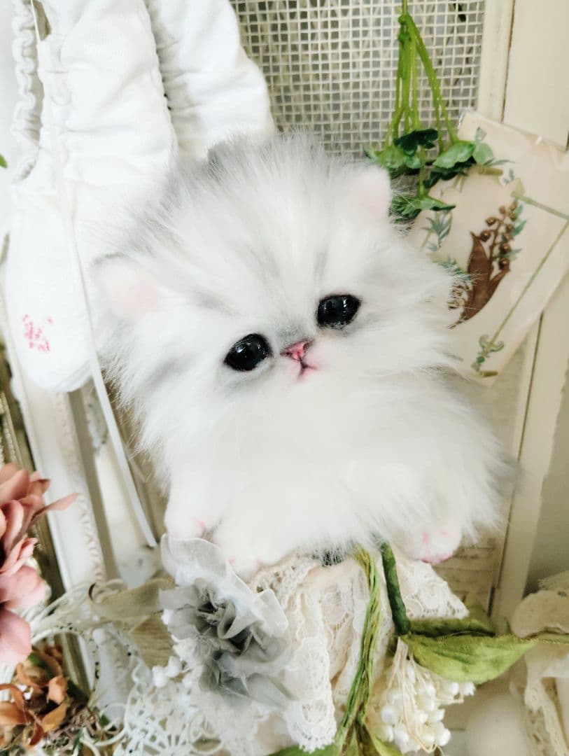 チンチラシルバー♡子猫のノノちゃん♡アートドール♡ぬいぐるみ♡