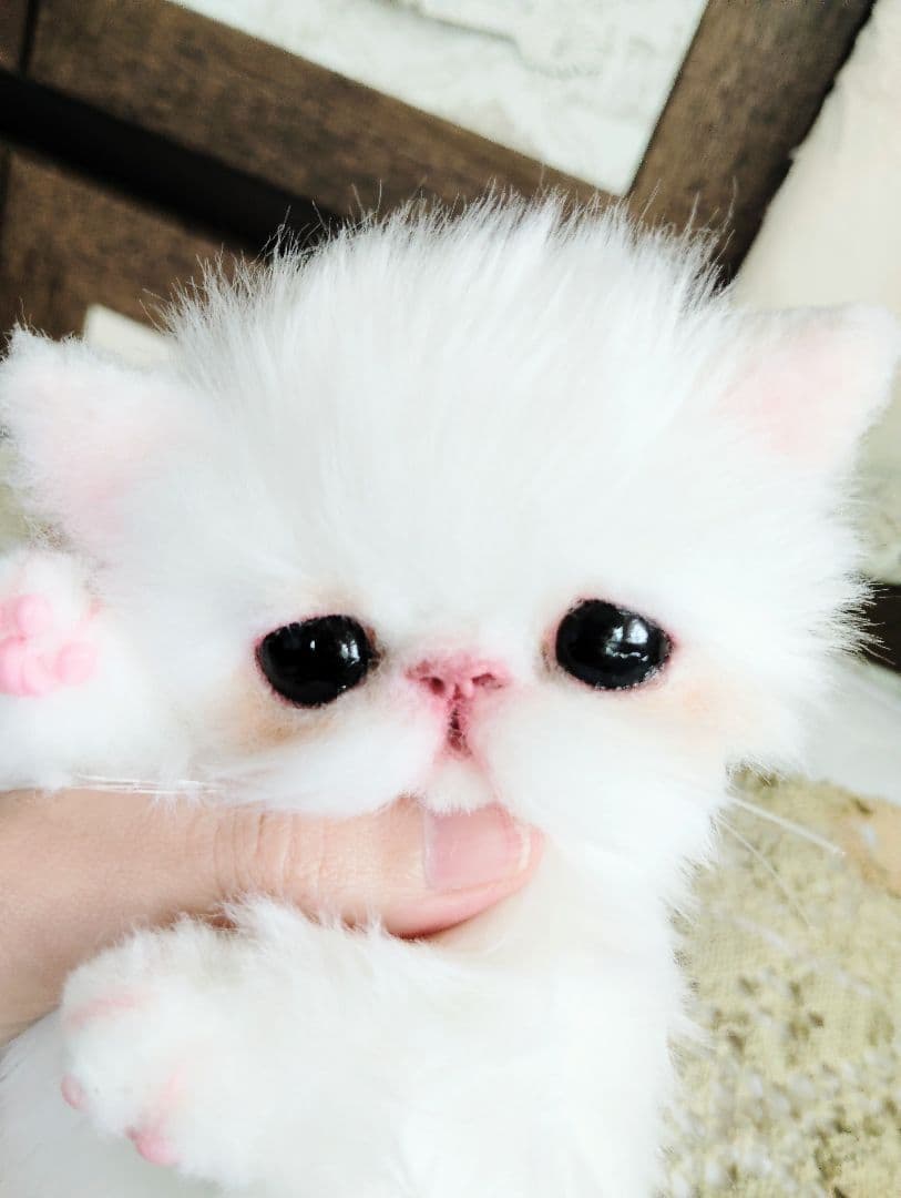 エキゾチックショートヘア♡子猫♡モモちゃん♡アートドール♡ぬいぐるみ♡