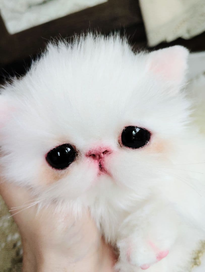 エキゾチックショートヘア♡子猫♡モモちゃん♡アートドール♡ぬいぐるみ♡