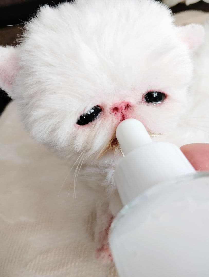 ママ〜ミルクちょうだい♡生後10日♡エキゾ子猫ちゃん♡アートドール♡ぬいぐるみ♡