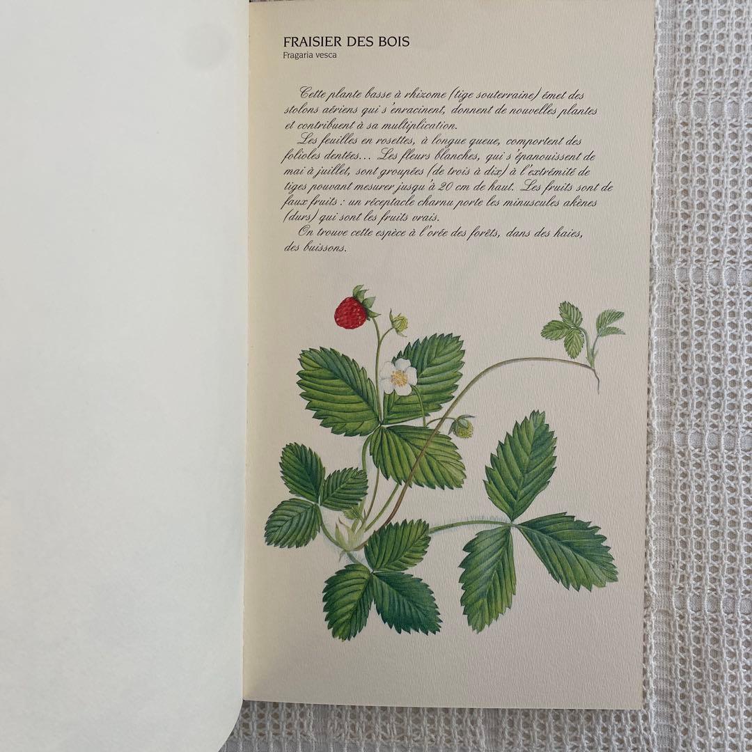 【希少】美品 フランス植物図鑑　洋書　古書