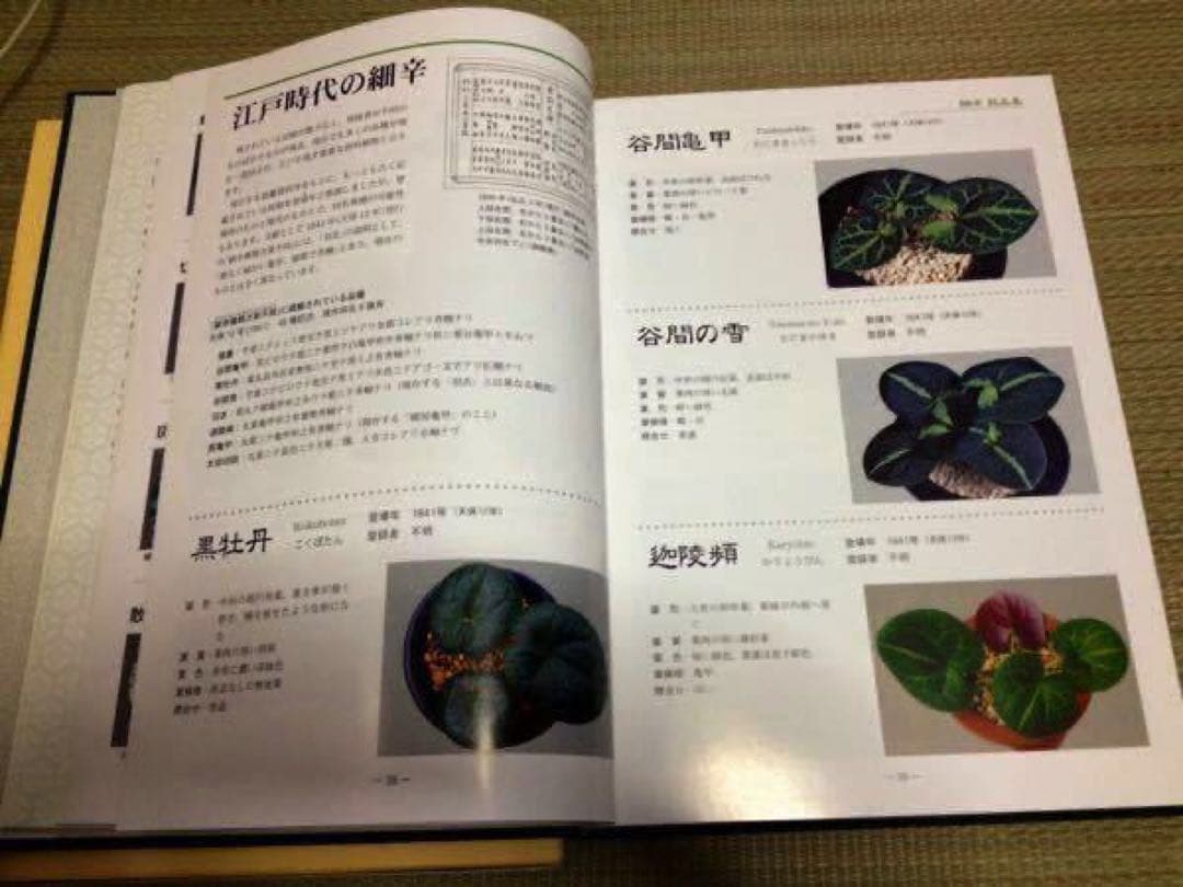 在庫薄　細辛寒葵 1冊　 岸勝美　入澤清治　日本細辛　寒葵保存愛好会