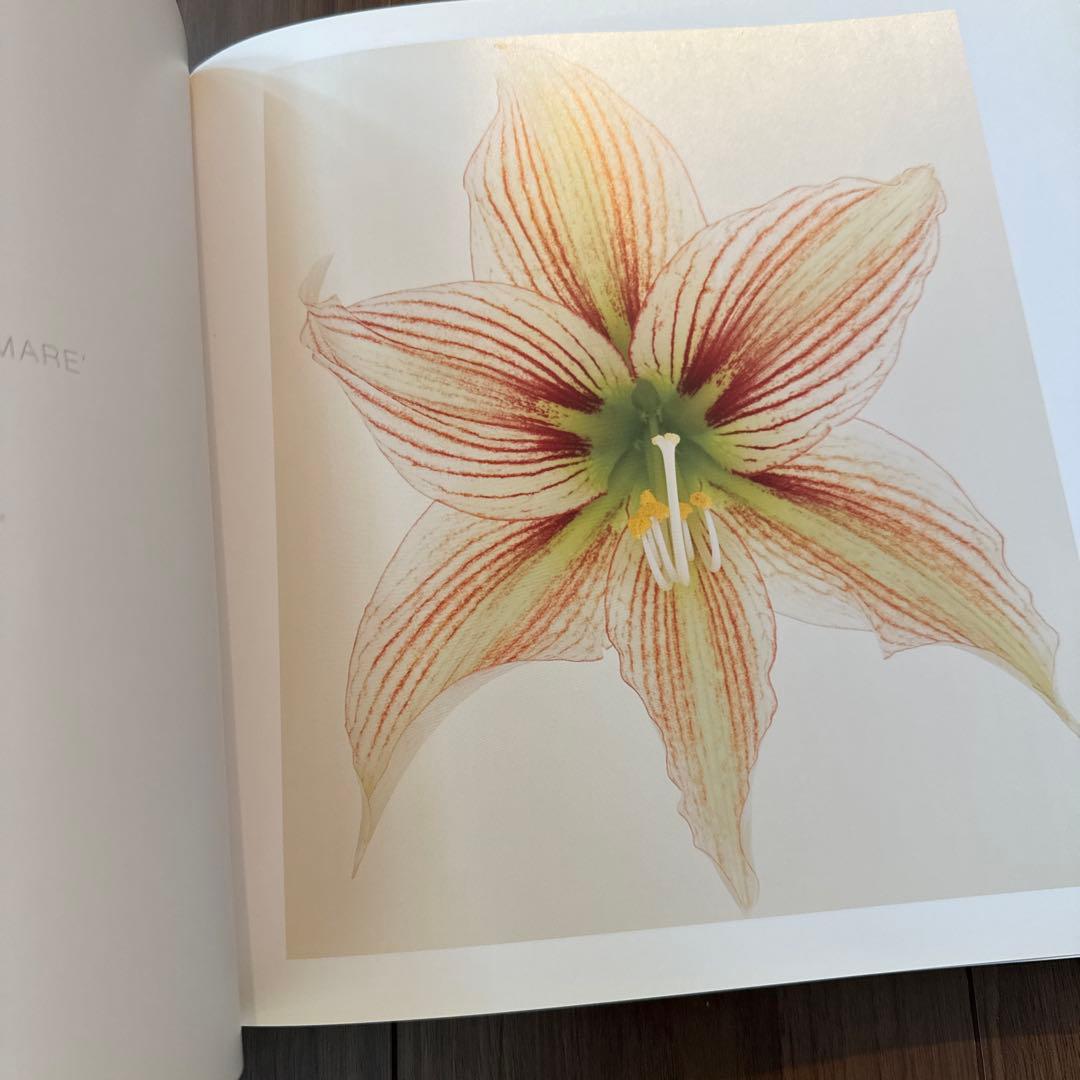 アート・デザイン・音楽 BLOOM Ron Van Dongen