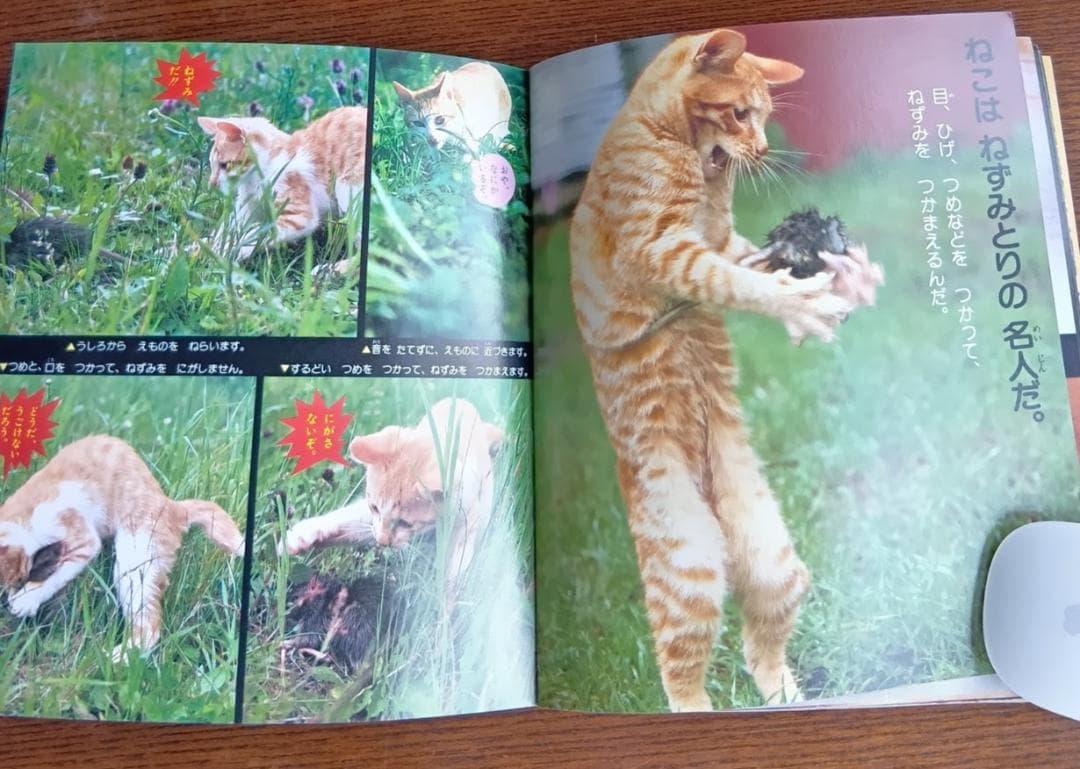 ねこ 小学館こども文庫　科学シリーズ　⑨ (1982年)