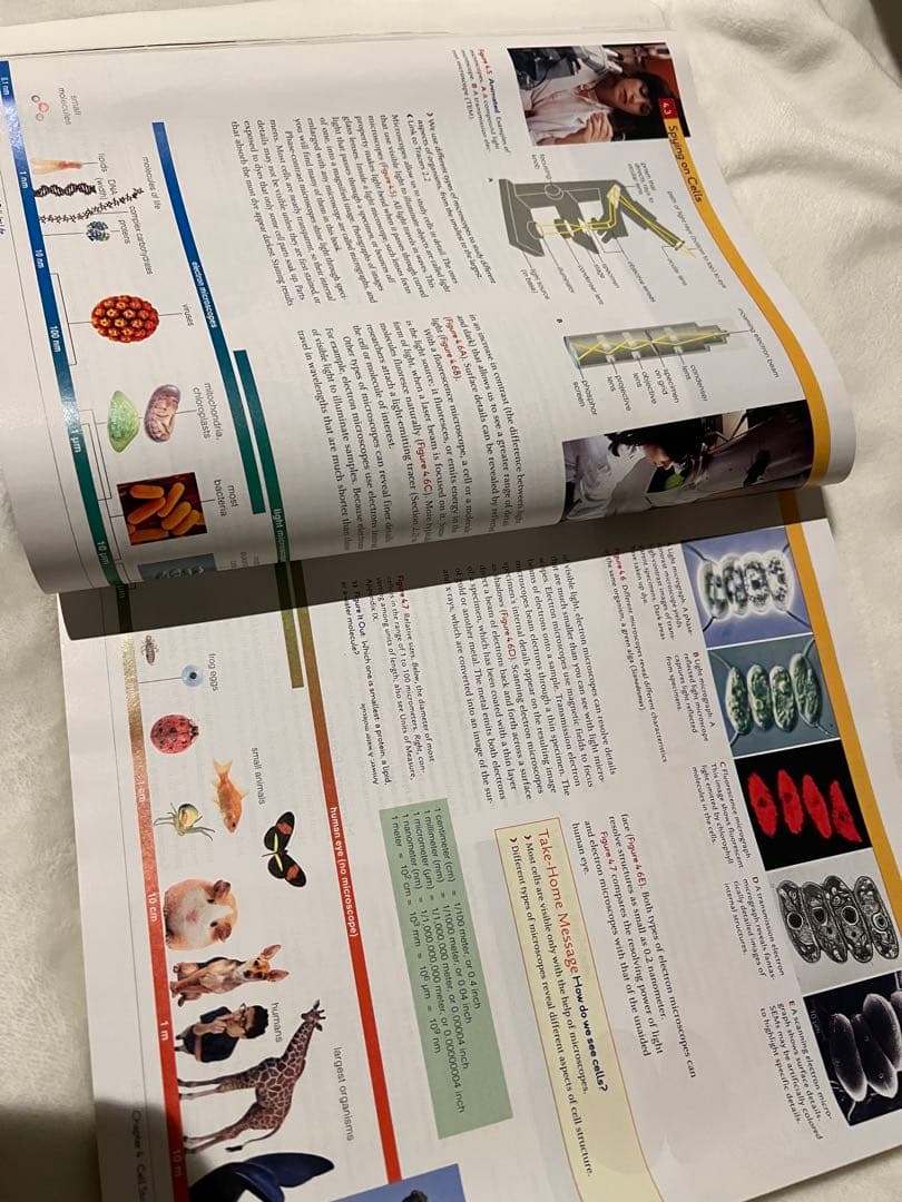 Biology Concepts/Applications: 8版