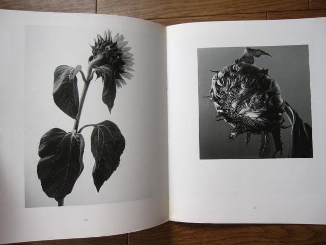 HANA　石元泰博　Yasuhiro Ishimoto