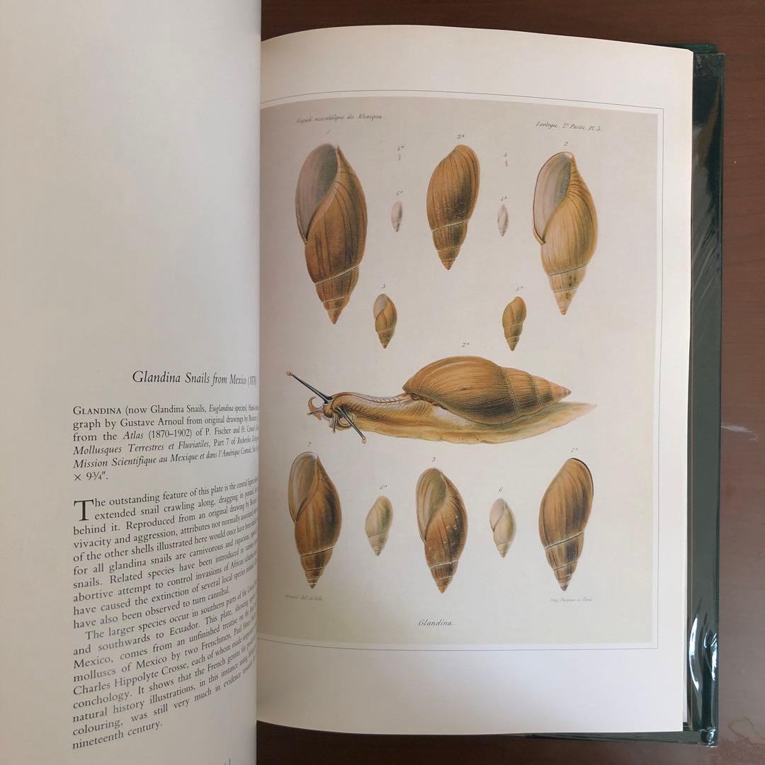 洋書 Shells - Classic Natural History Prints