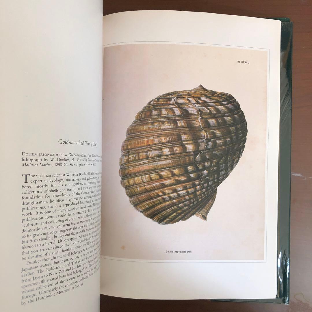 洋書 Shells - Classic Natural History Prints