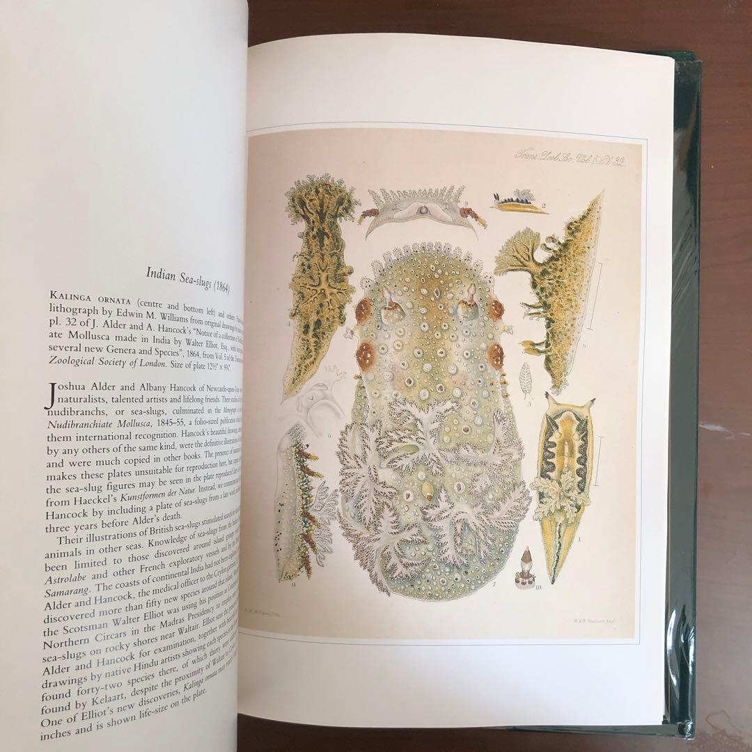 洋書 Shells - Classic Natural History Prints