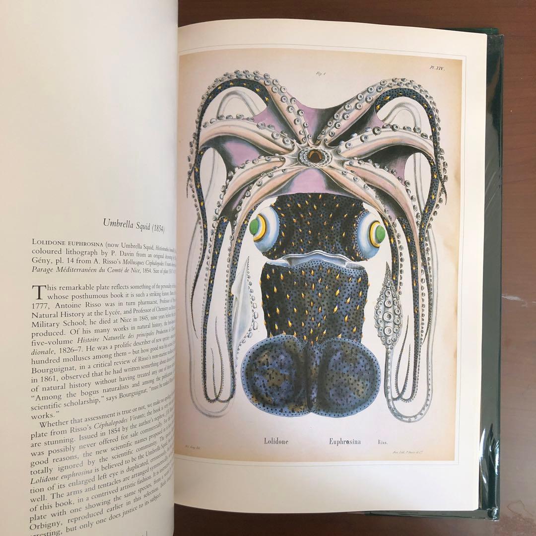 洋書 Shells - Classic Natural History Prints