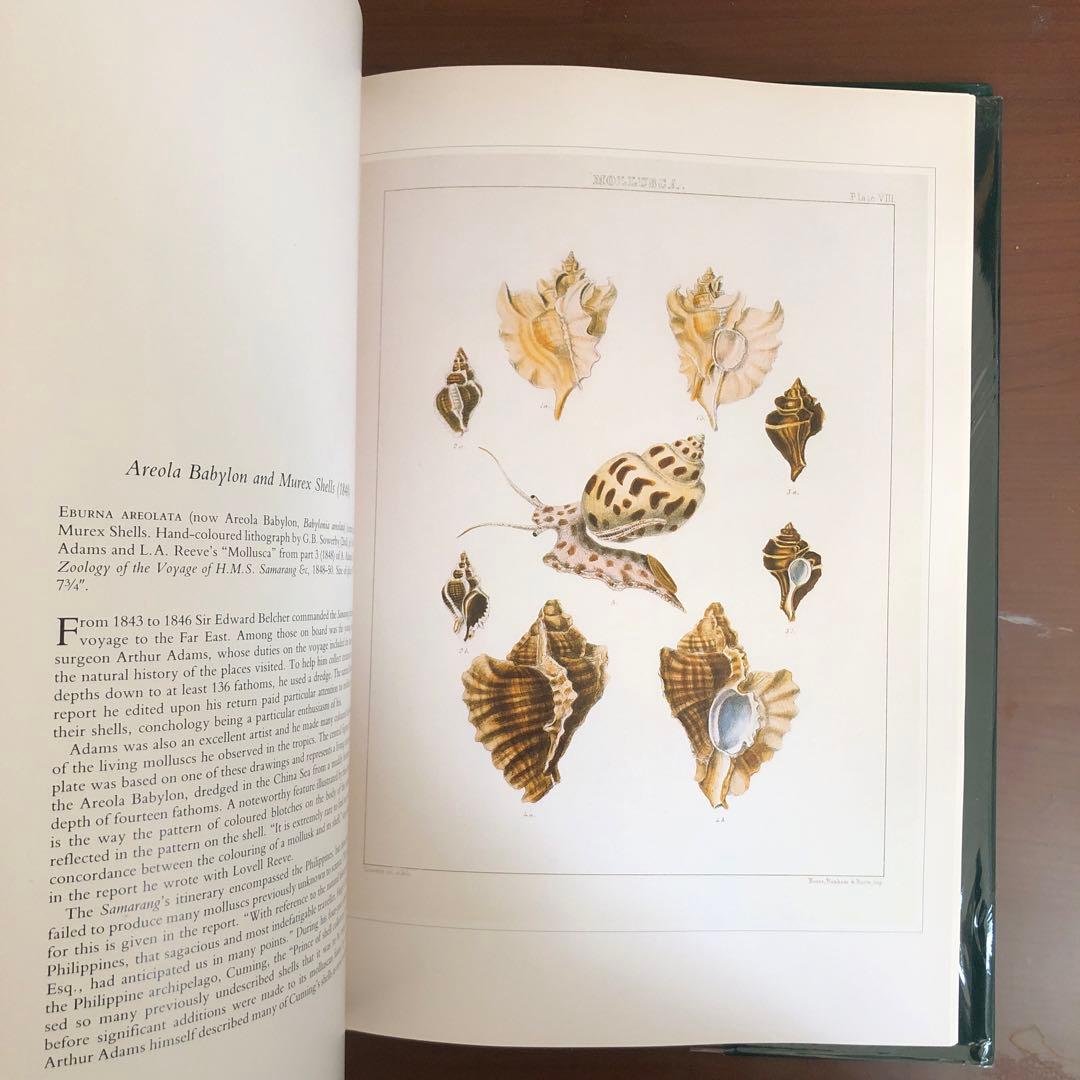 洋書 Shells - Classic Natural History Prints