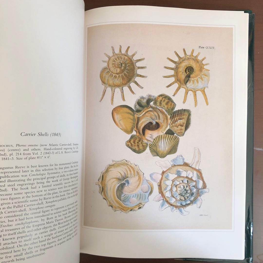 洋書 Shells - Classic Natural History Prints