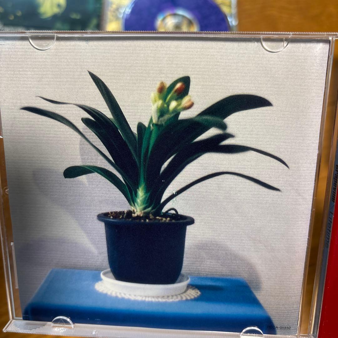 grapevine アルバムCDセット