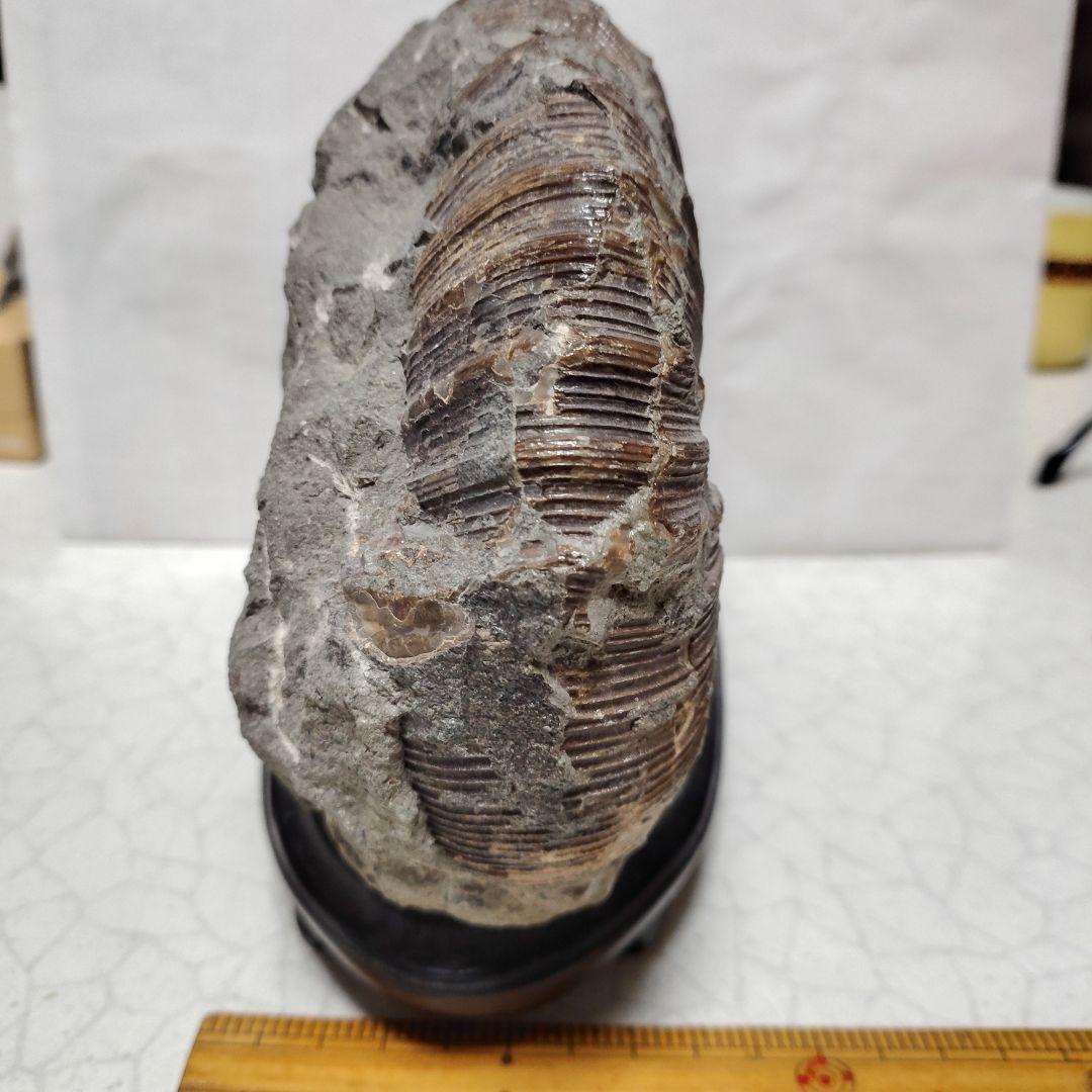 アンモナイト化石 黒色台座付き