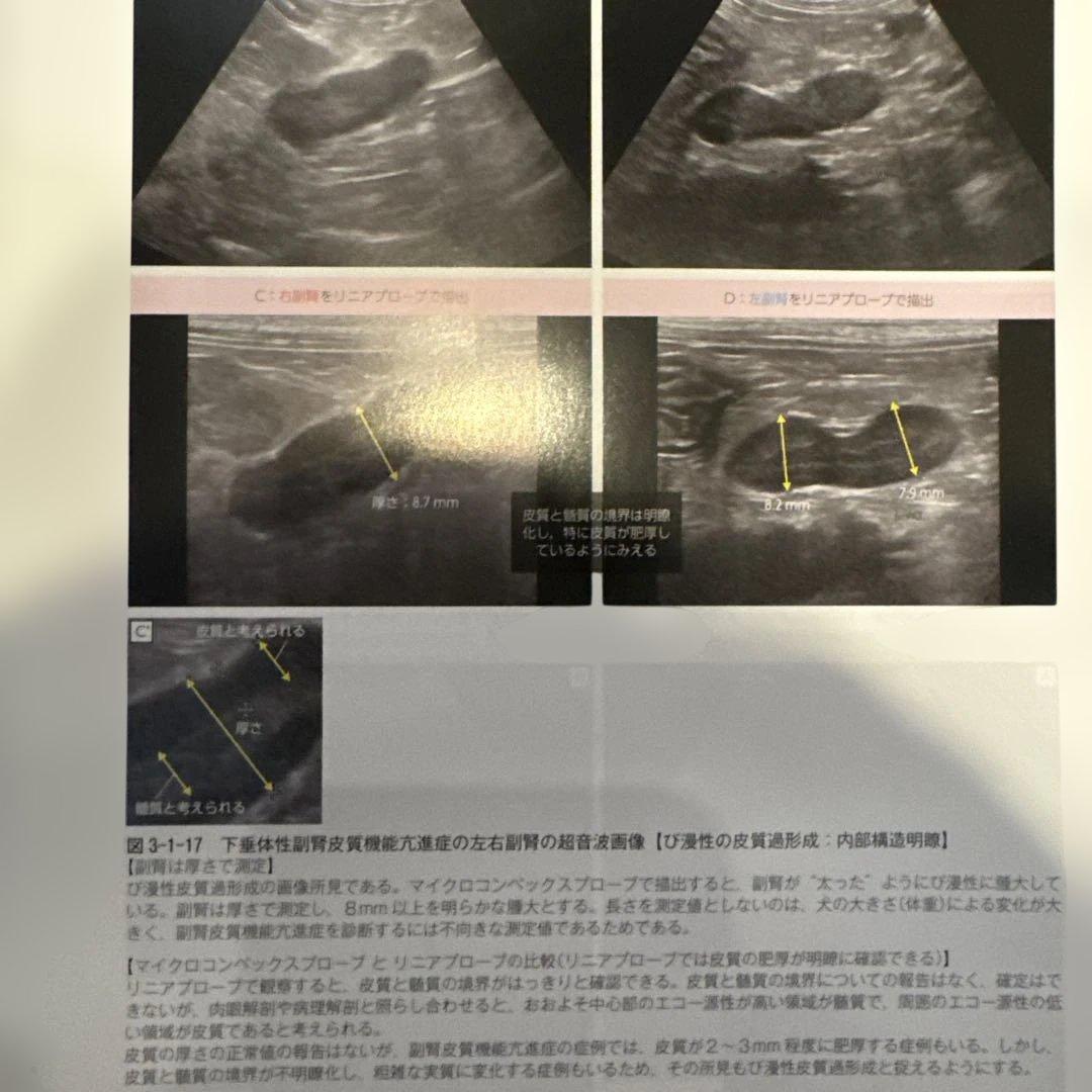 ＊裁断書籍　犬と猫のベーシック画像診断学 骨と関節/頭部/脊柱/内分泌器官編