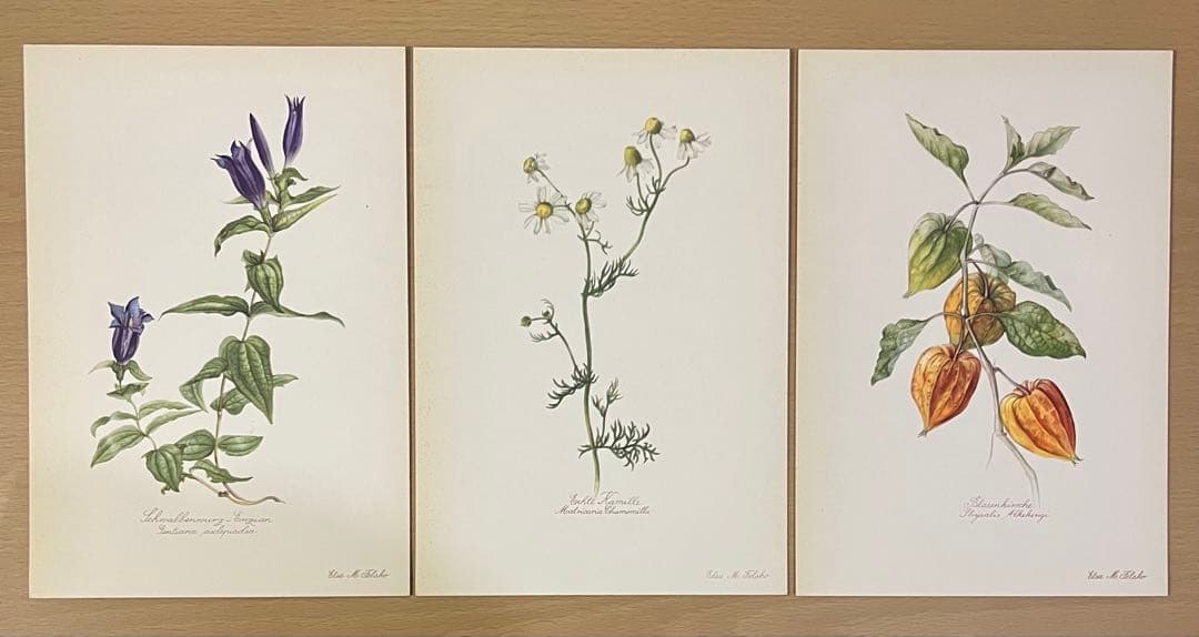 No.436ドイツ ヴィンテージ 紙もの ボタニカルアート 植物図鑑 水彩画